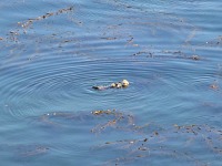 The otter has a stone on its belly, and uses it to smash clams.