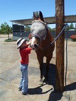 At Garry's, children start with basic care for the horse.