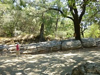 Petrified redwoods are indeed majestic.