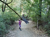 On a trail in Big Basin state park