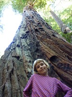 Lisa and a redwood