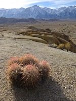 Kaktusky v Alabama Hills.