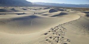 Crest trail to the highest dune.