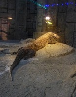 Comodo Dragon in mock temple ruins.