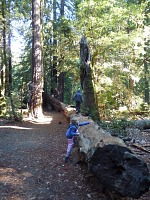 Big Basin je vzdálenější, leč slavnější redwoodový park.