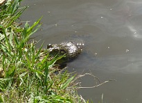 Bullfrog in a Felton pond.