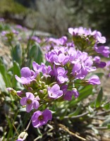 Even the mountains are abloom (Woodfords).