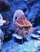 While I was cleaning at Kirkwood, Hippo and the kids visited the Monterey Aquarium.