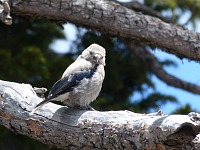 Clark's Nutcracker (nucifraga columbiana).