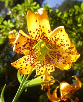 Columbia Lily.