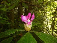 Poupě rododendronu v národním parku Redwoods.