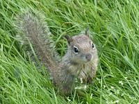 Much more than a pretty view, the kids were interested in this little squirrel.