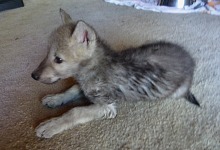 A wolf pup.