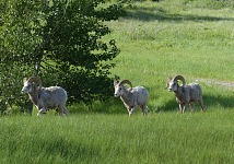 Bighorn sheep