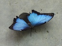 Finally, a Blue Morpho.