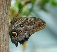 Camouflaged Blue Morpho.