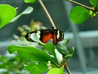 Doris Longwing.