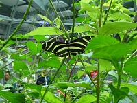 Zebra Longwing.