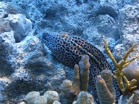 A moray and a shrimp.