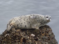 A spotted youngling.