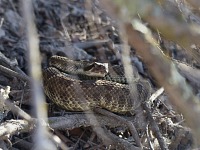 Rattlesnake.