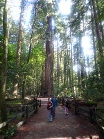 Redwoodový park ve Feltonu.