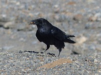 A seasoned raven is sizing up tourists for some snack opportunity.