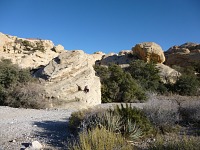 Dingo feels like at home in the Red Rock Canyon desert.