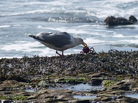 A gull on our favorite Davenport Landing beach has caught a mean crab.