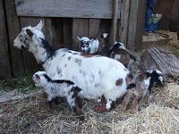 Here is Fawn still with her whole litter.