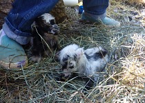 Blizzard and Tuxedo, later rejected by Fawn.