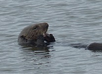 Vydra s krabem na Moss Landing.