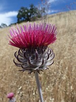 A thistle at Fremont Peak.