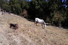 Morning at the stables, horse and goats grazing...