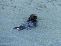 Sea otter at Moss Landing.