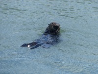 Vydra na Moss Landing.