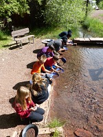 Enthusiasts eagerly pan for gold in the mine brook.