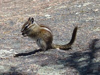 Where the tourists gather, chipmunks become obnoxious and courageous.