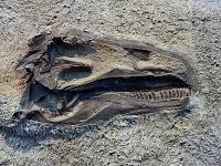 A rare preserved skull of prehistoric lizard.