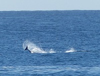 Dolphins near Davenport Landing.