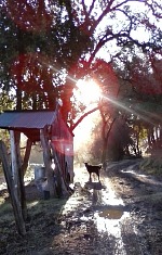 Still life with goats.