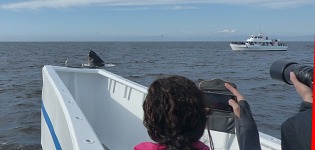 Whale's mouth sticking out.