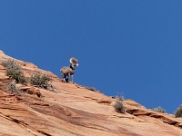 A ram appeared on the horizon.