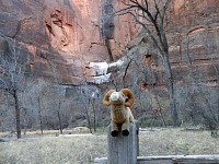 Naše ovce v Národní parku Zion, Utah.