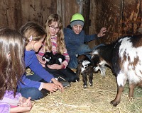 Meeting baby goats.