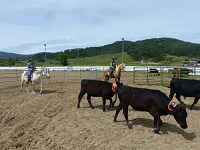 Sue watches the gate, Ned and I chase the cows.