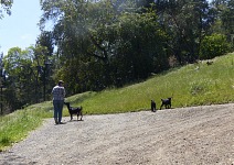 Walking with goats.