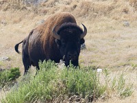 Bizon u městečka Thermopolis, Wyoming.