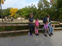 At Przewalski horses.