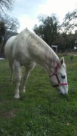 A proper horse can wear pink.